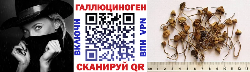Псилоцибиновые грибы мицелий  где купить наркоту  Заозёрный 